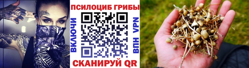 закладка  Дзержинск  Псилоцибиновые грибы GOLDEN TEACHER 